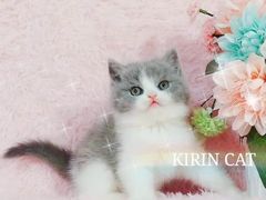 -70cat德文卷毛猫·缅因猫纯种猫舍