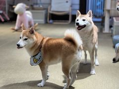 -逗柴咖啡屋·狗咖猫咖宠物桌游