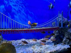 -太平洋海底世界