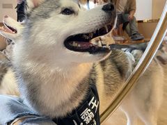 -Husky Go! 哈士奇体验馆·宠物咖啡厅狗咖