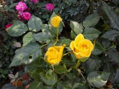 -人民公园(罗湖区)