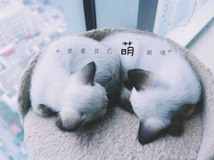 -喵店&猫咖