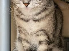 -猫十亿·布偶金渐层·曼基康矮脚猫舍(青年路店)
