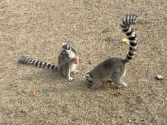 -秦皇岛野生动物园