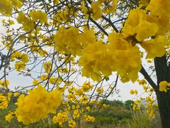 -天适樱花悠乐园