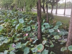 -惠州西湖风景名胜区-丰渚园
