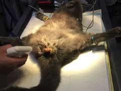 -惠康宠物医院(华能路店)