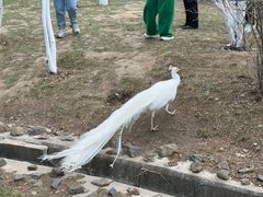 -横道河子东北虎林园