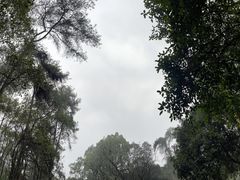 -南山植物园