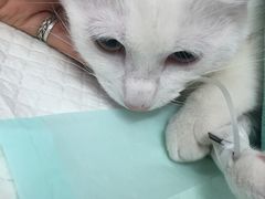 -爱侣宠医·鹦鹉专科·小型哺乳类·异宠专科(灵石路店)