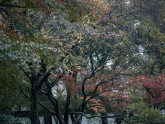 -秋霞圃