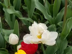 -大宁郁金香公园-停车场