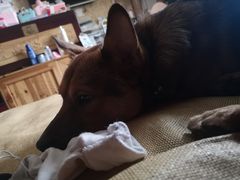 -爱侣宠医·鹦鹉专科·小型哺乳类·异宠专科(灵石路店)