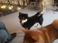 -喜柴咖啡·柴犬狗咖