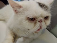-平行世界·猫咖(首经贸店)
