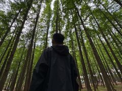 -日照海滨国家森林公园