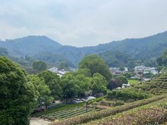 -阿巧茶庄