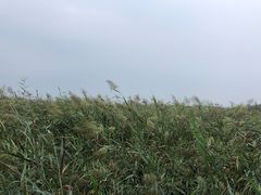 -西青郊野公园