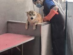 -宠福鑫康馨动物医院·骨科·眼科