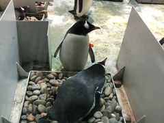 -大连圣亚海洋世界