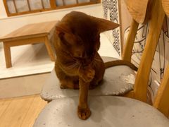-Let's go狗咖·猫咖·奶狗·桌游(春熙路IFS店)
