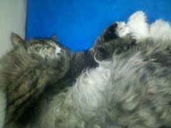 android_upload_pic-Anne猫窝咖啡屋