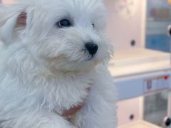 -翊宠yipet猫狗购宠庄园犬舍•猫舍