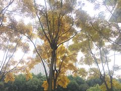 -丸摩堂鲜果茶(九方店)