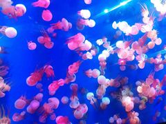 -成都浩海立方海洋公园