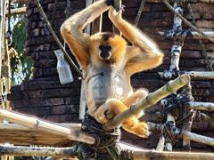 -奥兰多迪士尼动物王国乐园