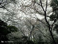 -武汉大学-樱园