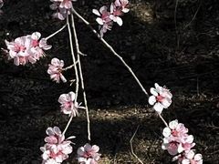 -白水寺森林公园