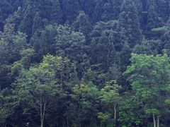 -武陵山森林公园