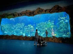 -芜湖新华联大白鲸海洋公园