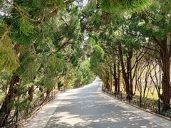 -八大关景区