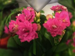 -静岸花卉园艺(三星坊店)