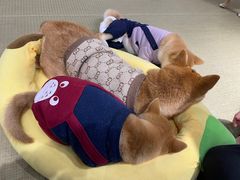 -逗柴咖啡屋·狗咖猫咖宠物桌游