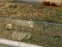 -合肥野生动物园