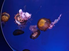 -海合安青岛极地海洋公园