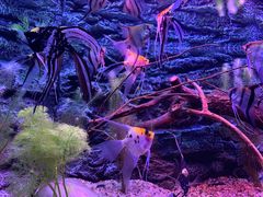 -上海海洋水族馆