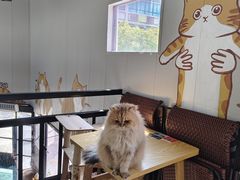 -豆逗聊愈猫阁Easy Life