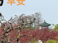 -小凤庭·地道湖北菜武昌鱼·藕汤(38年黄鹤楼店)