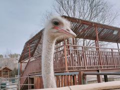 -鄂尔多斯野生动物园