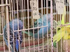 -武汉花鸟市场