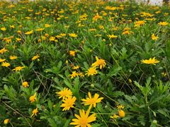 -汉长安城未央宫国家考古遗址公园