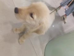 -佳雯宠物医院·皮肤科·内外科(春晓路分院)