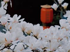 -皇罗禅寺