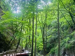 -牛背梁国家森林公园