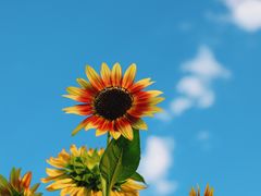 -花开海上生态园