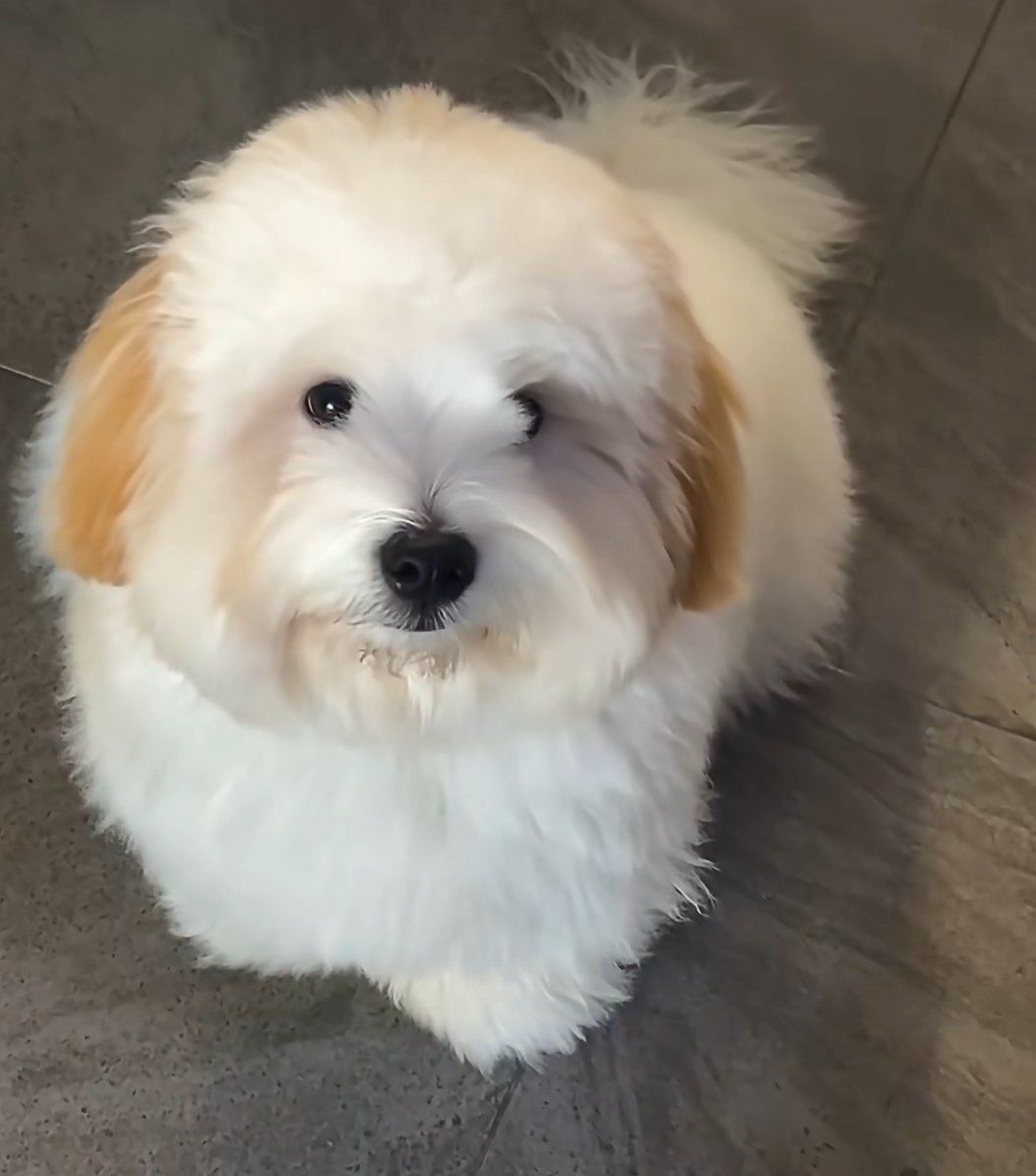 棉花面纱犬,挺可爱的狗,有点像动画片里的